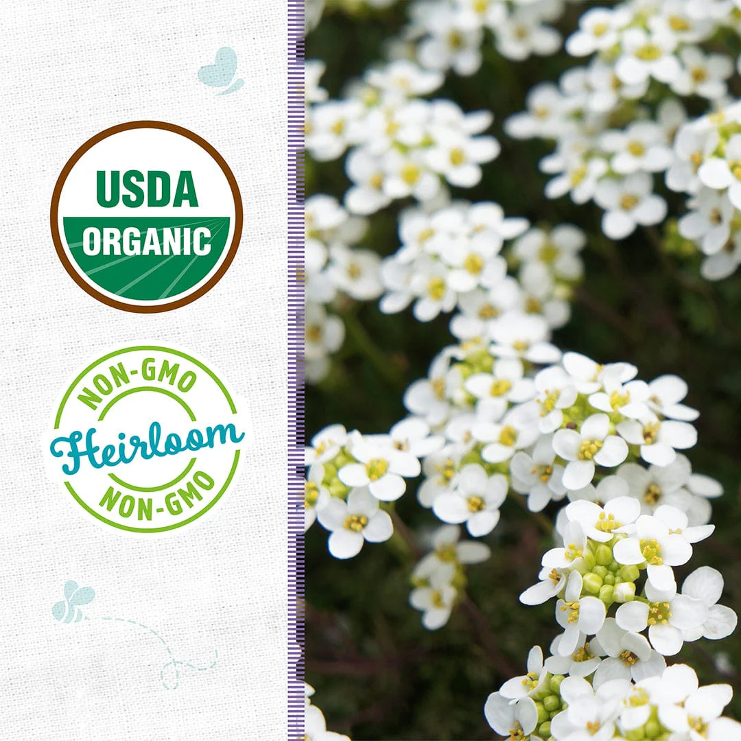 Organic Alyssum Seeds — 'Sweet White' - Image 2