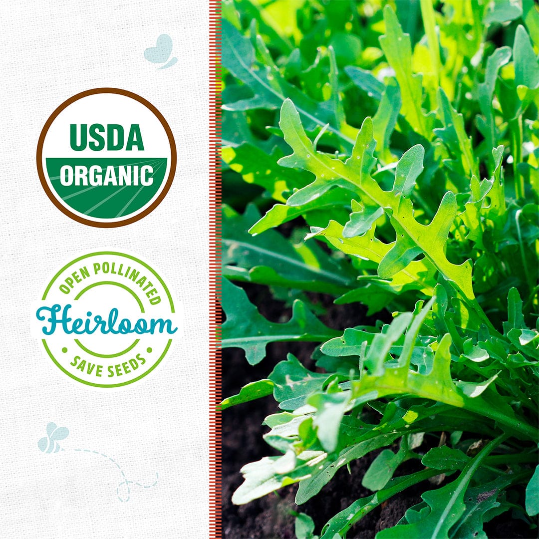 Organic Arugula Seeds — 'Roquette' - Image 2
