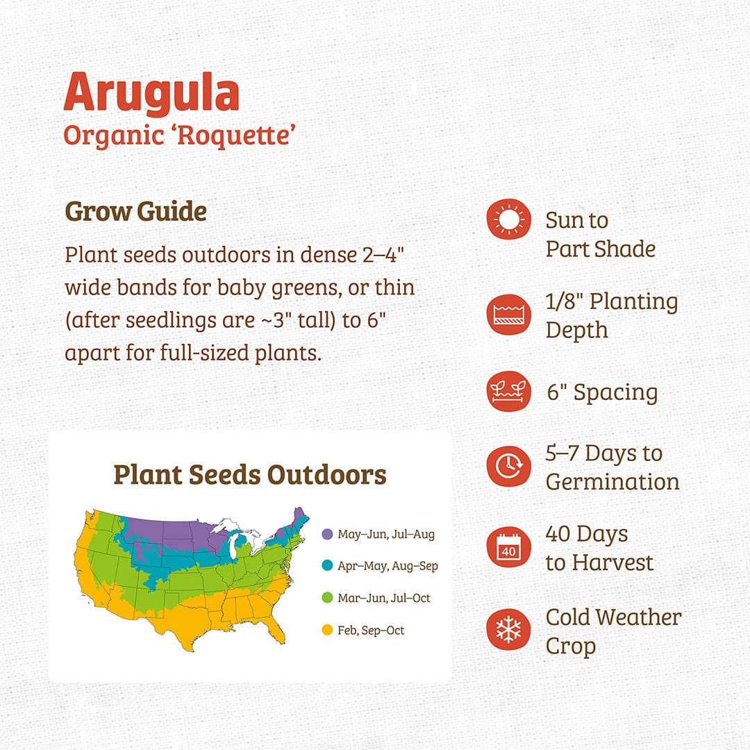 Organic Arugula Seeds — 'Roquette' - Image 3