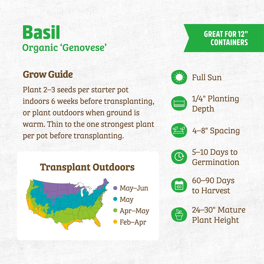 Organic Basil Seeds — 'Genovese' - Image 3