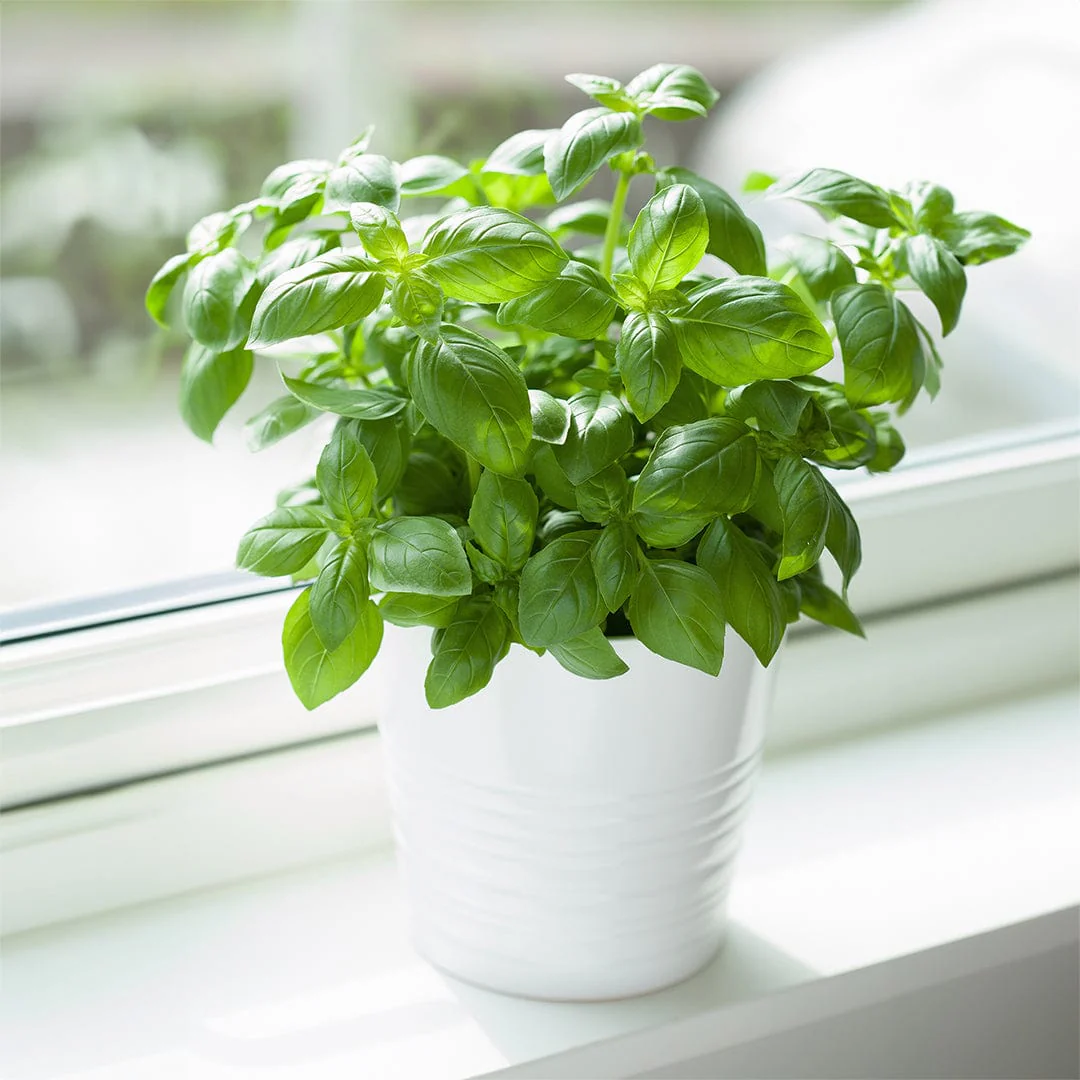 Organic Basil Seeds — 'Genovese' - Image 7