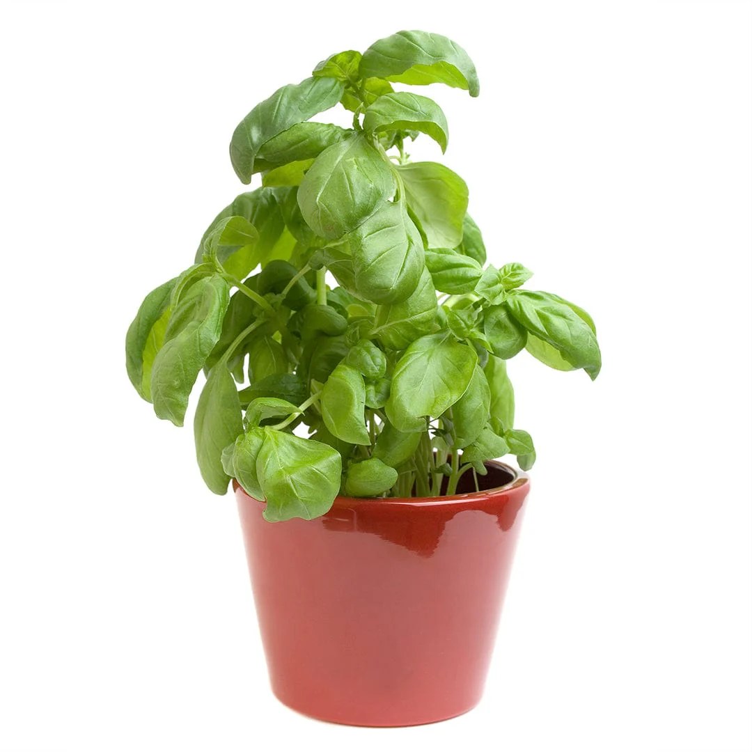 Organic Basil Seeds — 'Sweet' - Image 7
