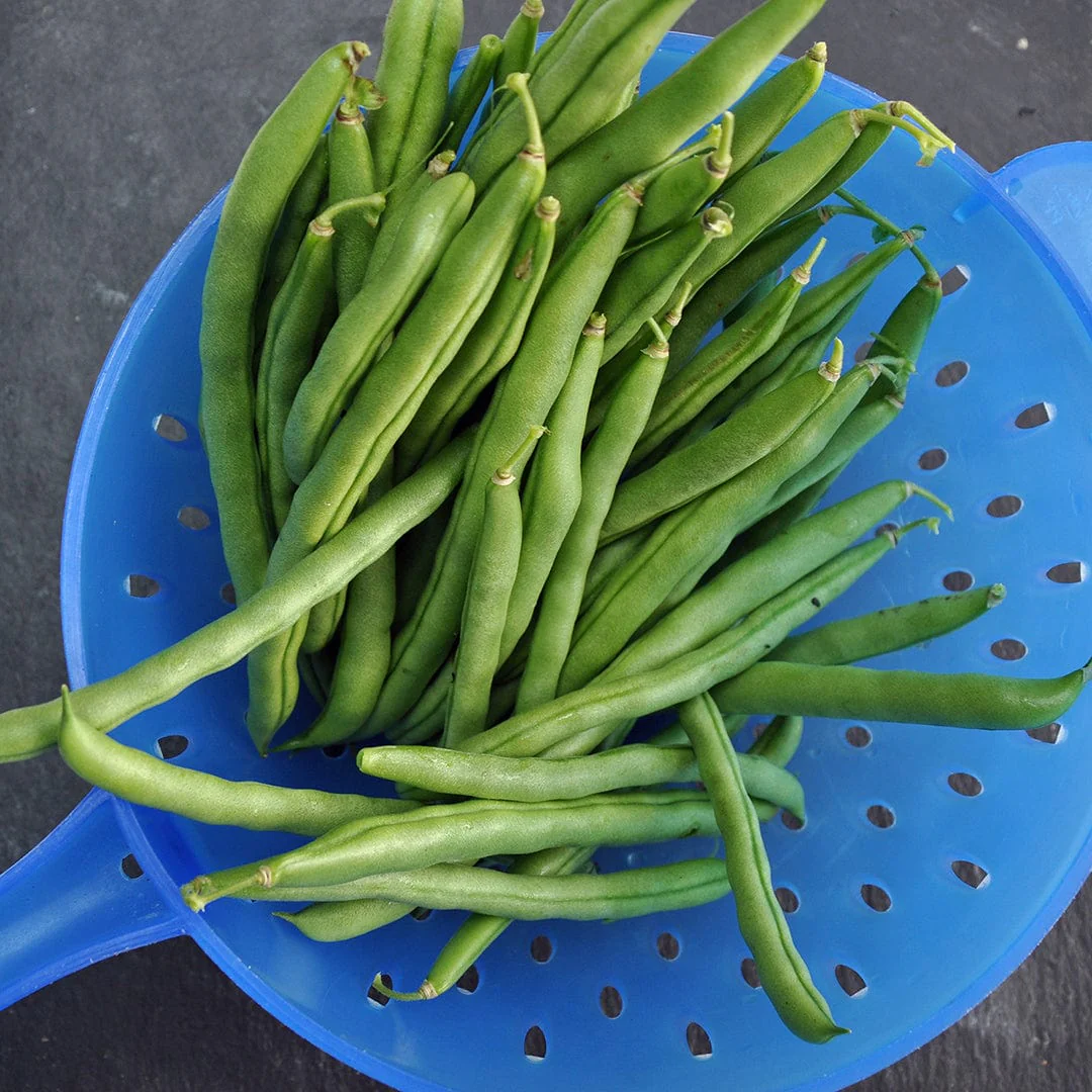 Organic Bean Seeds — 'Blue Lake Bush Green' - Image 6
