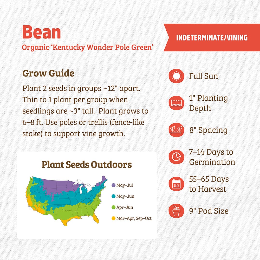 Organic Bean Seeds — 'Kentucky Wonder Pole Green' - Image 3