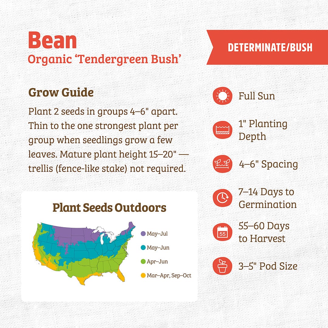 Organic Bean Seeds — 'Tendergreen Bush' - Image 3