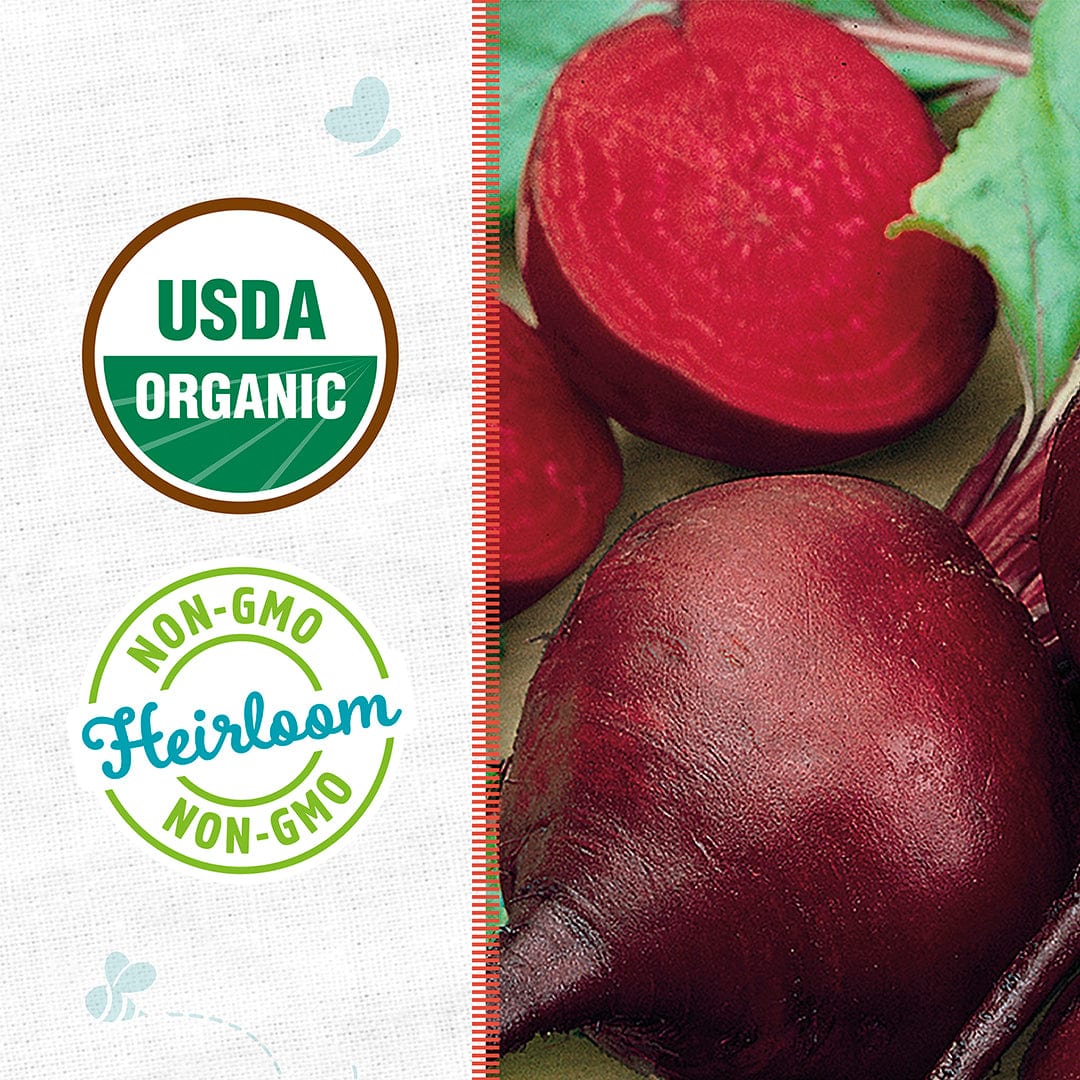 Organic Beet Seeds — 'Detroit Dark Red' - Image 2