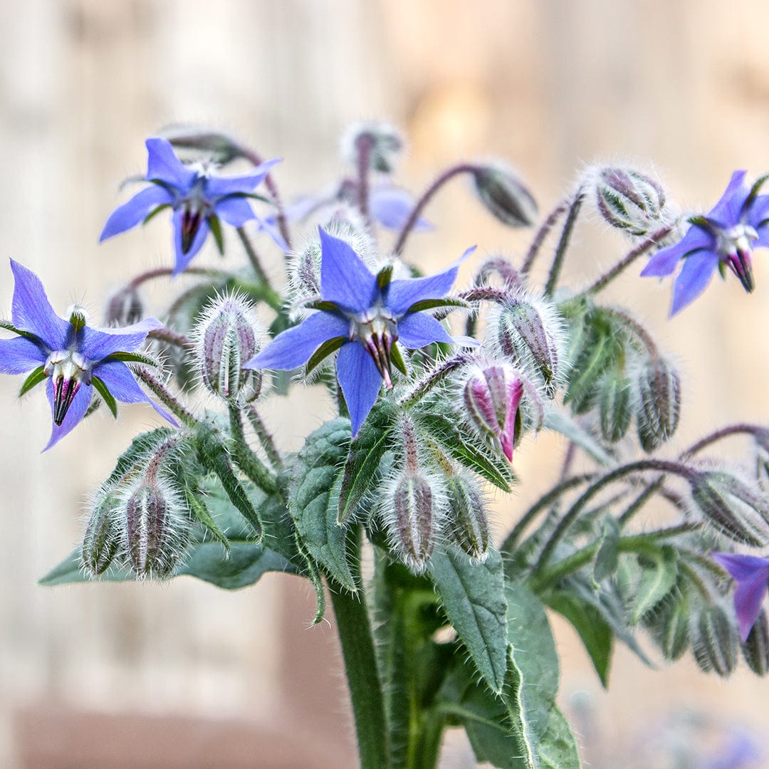 Organic Borage Seeds — 'Blue Starflower' - Image 7