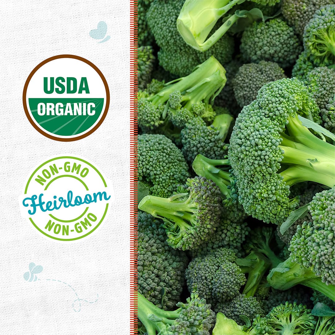 Organic Broccoli Seeds — 'Calabrese' - Image 2