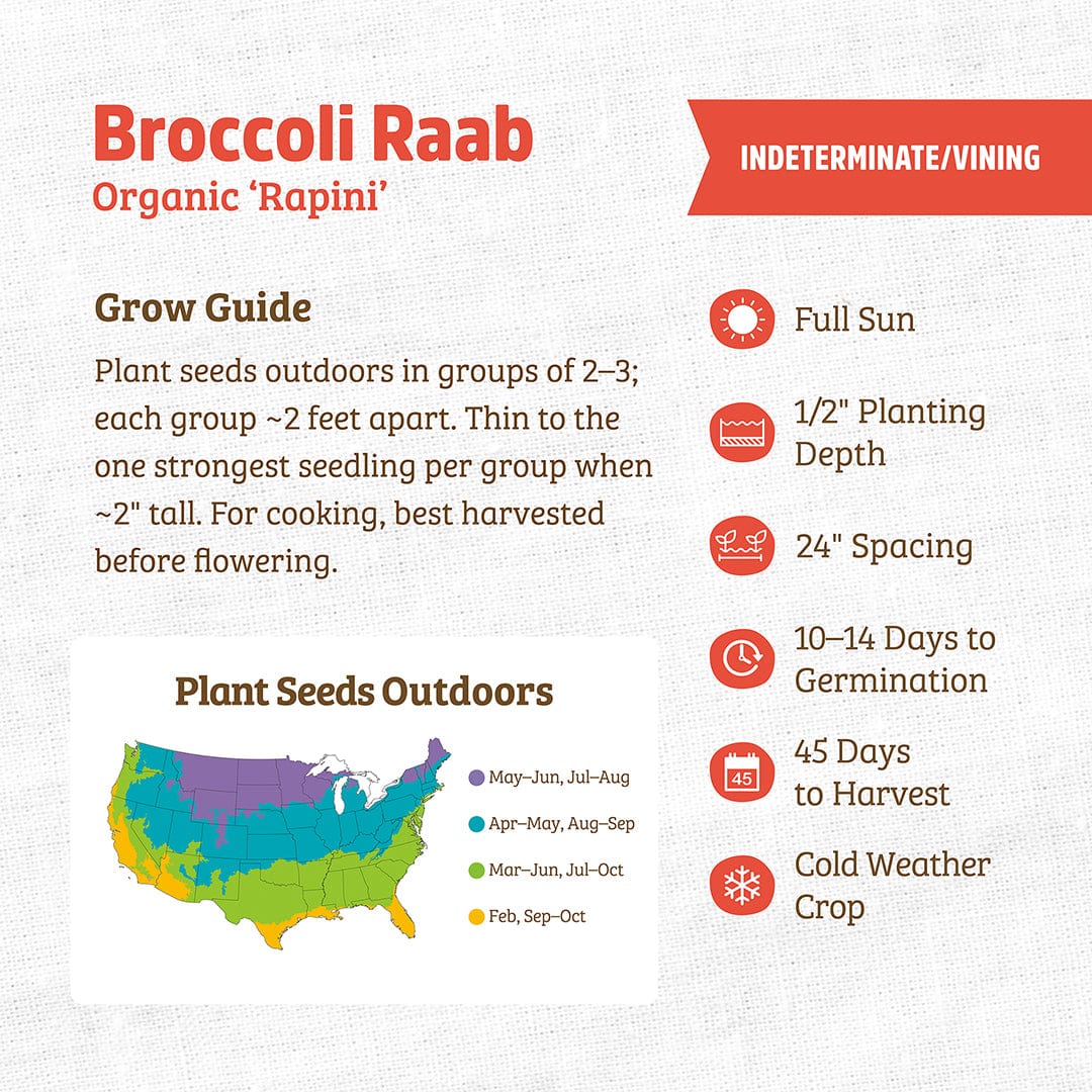 Organic Broccoli Raab Seeds — 'Rapini' - Image 3