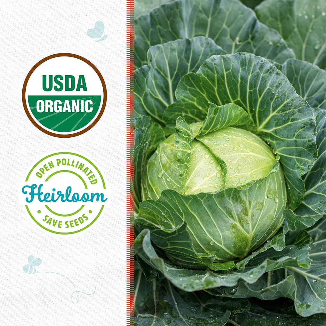 Organic Cabbage Seeds — 'Golden Acre' - Image 2