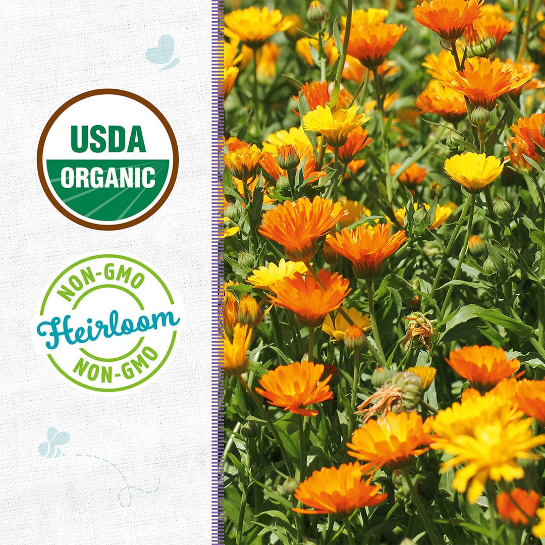 Organic Calendula Seeds — 'Pacific Beauty' - Image 2