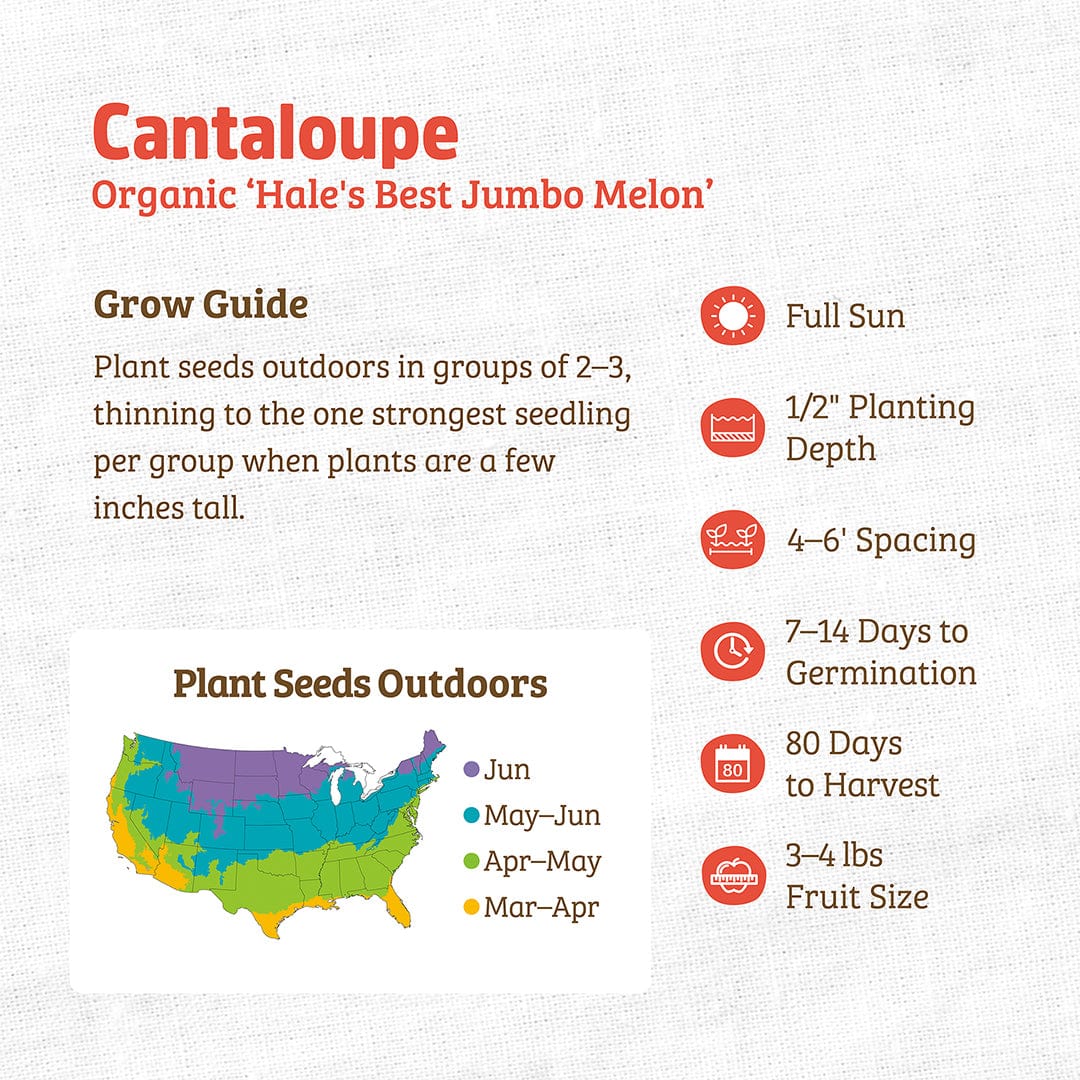 Organic Cantaloupe Seeds — 'Hale's Best Jumbo Melon' - Image 3