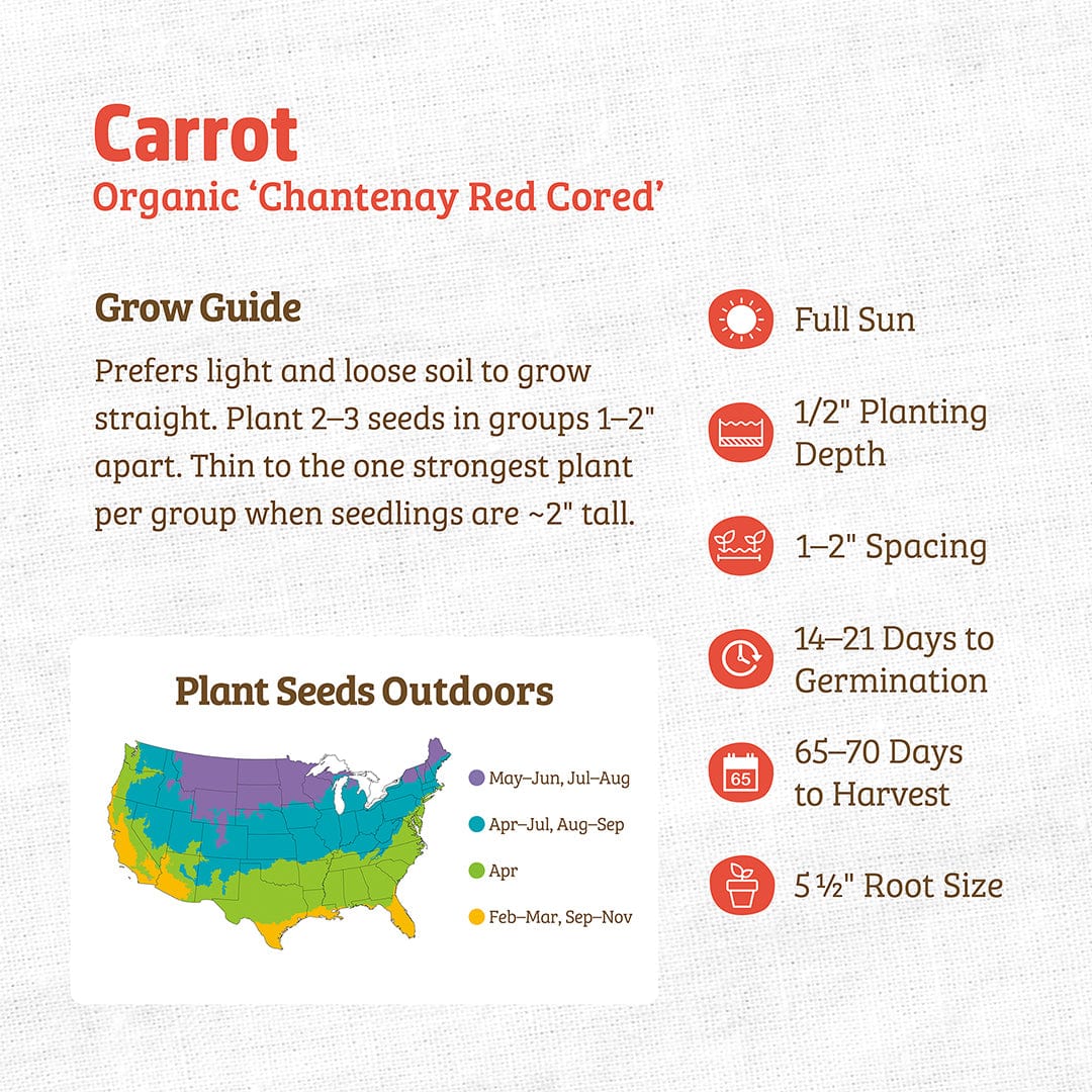 Organic Carrot Seeds — 'Chantenay Red Cored' - Image 3