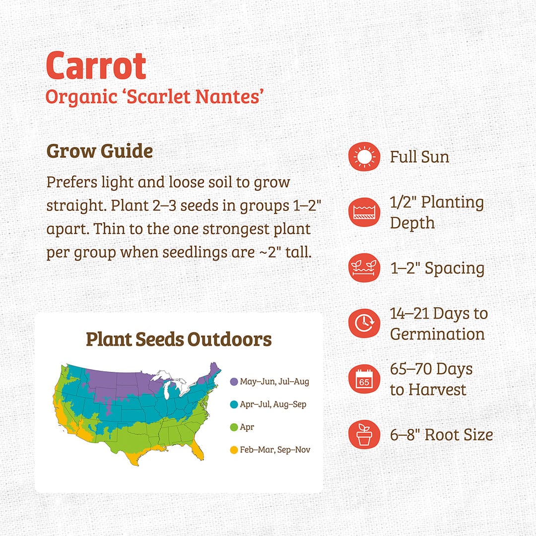 Organic Carrot Seeds — 'Scarlet Nantes' - Image 3
