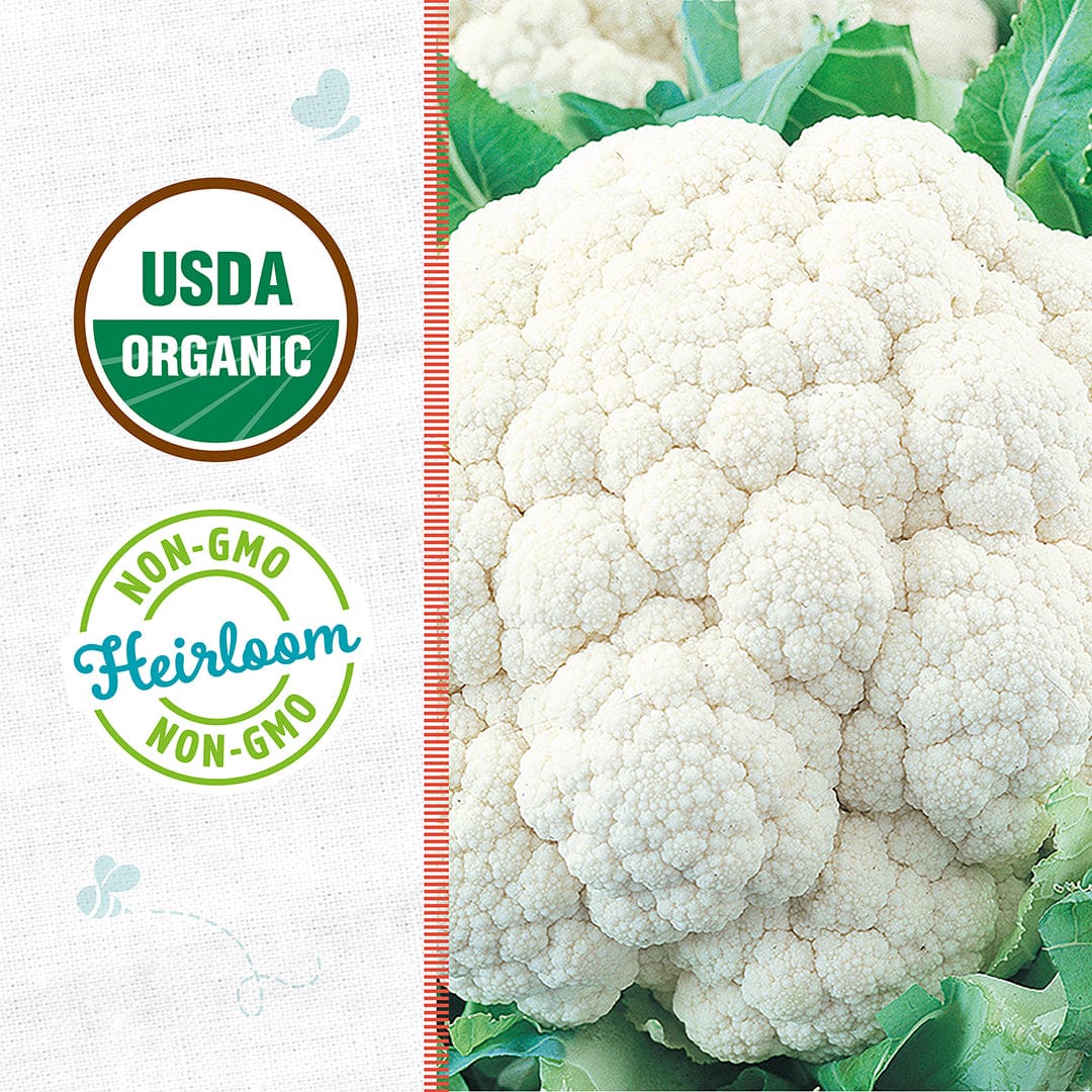 Organic Cauliflower Seeds — 'Snowball Y' - Image 2