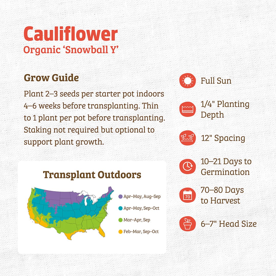 Organic Cauliflower Seeds — 'Snowball Y' - Image 3