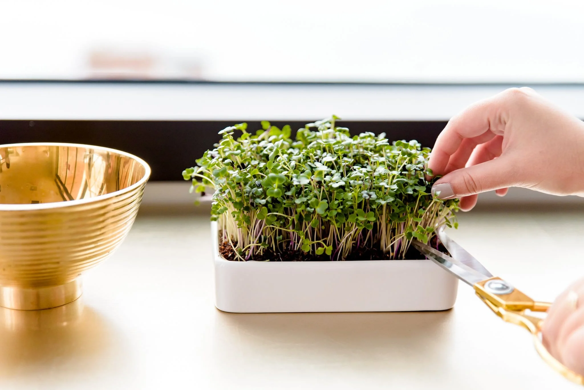 Ceramic Microgreens Planter, 3-Pack - Image 4