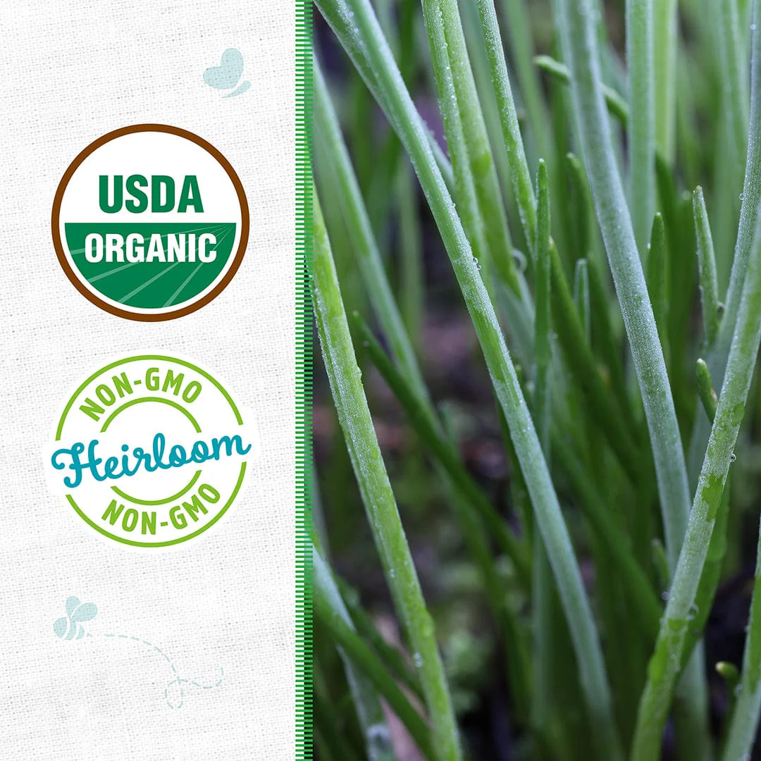 Organic Chives Seeds — 'Garlic' - Image 2