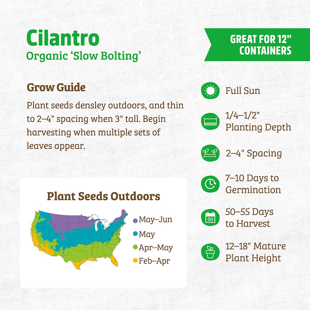 Organic Cilantro Seeds — 'Slow Bolting' - Image 3