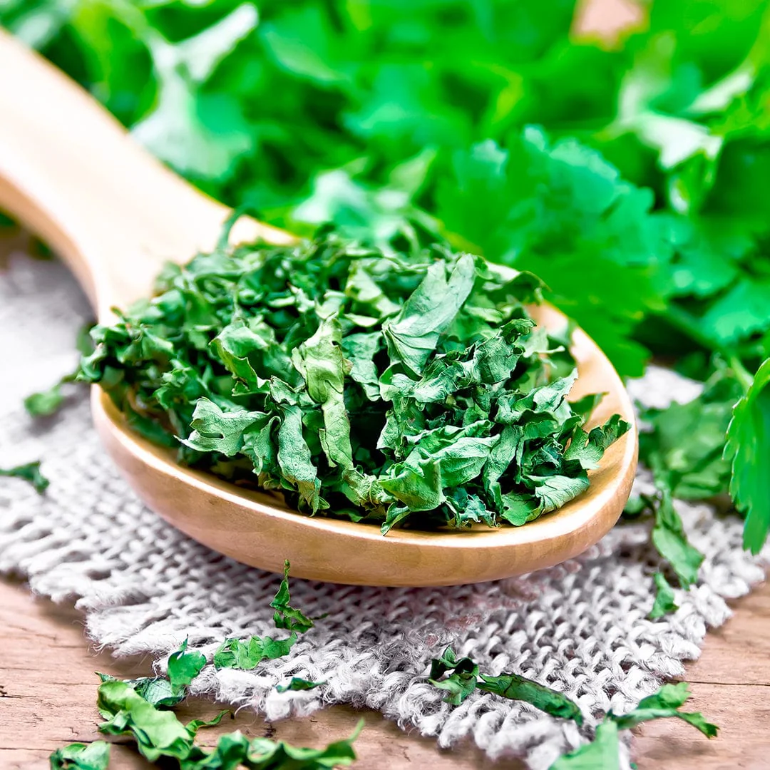 Organic Cilantro Seeds — 'Slow Bolting' - Image 7