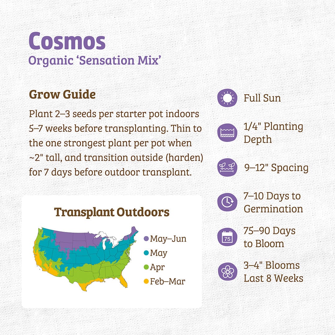 Organic Cosmos Seeds — 'Sensation Mix' - Image 3