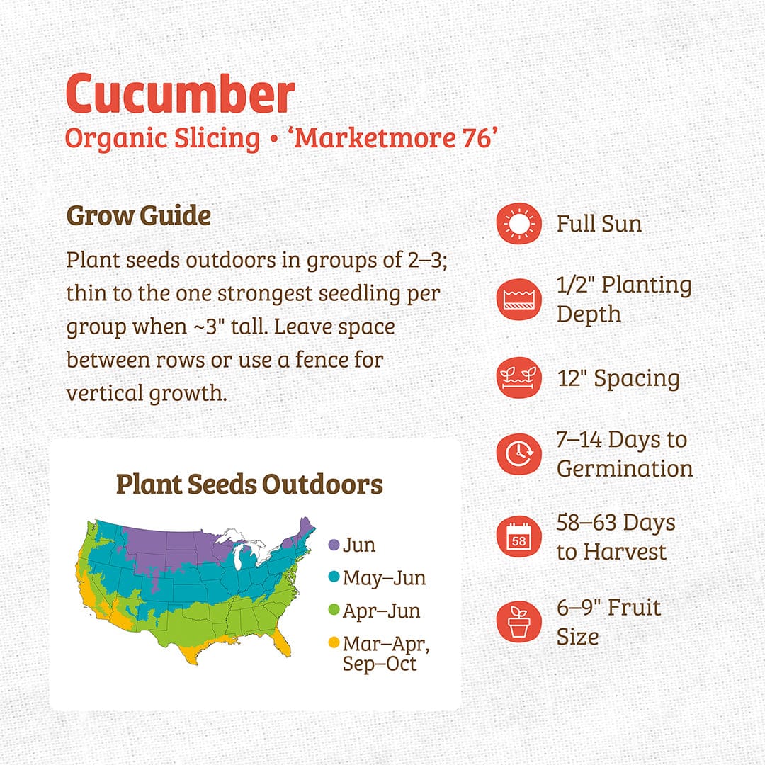 Organic Cucumber Seeds — 'Marketmore 76' - Image 3