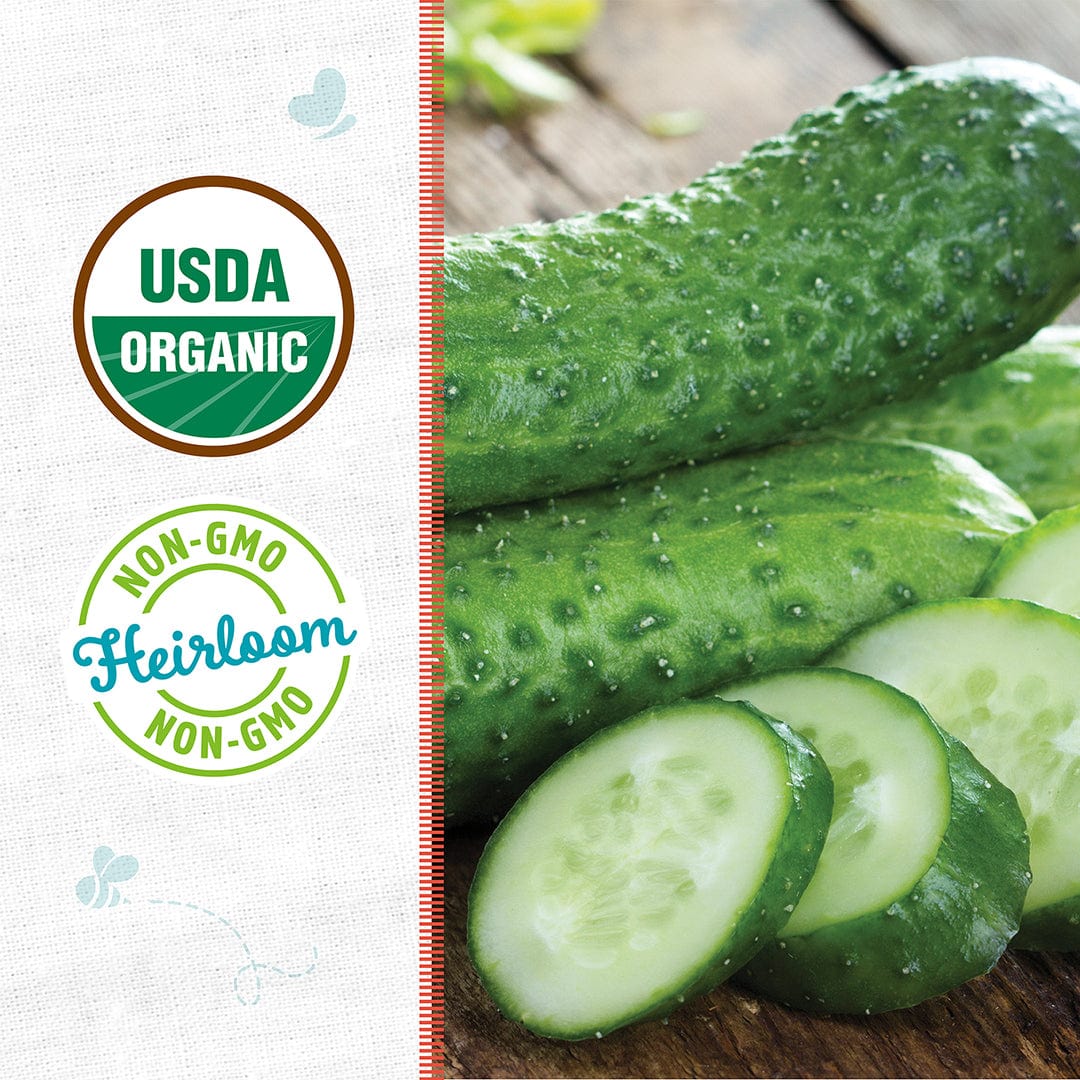 Organic Cucumber Seeds — 'Pickling • Sumter' - Image 2