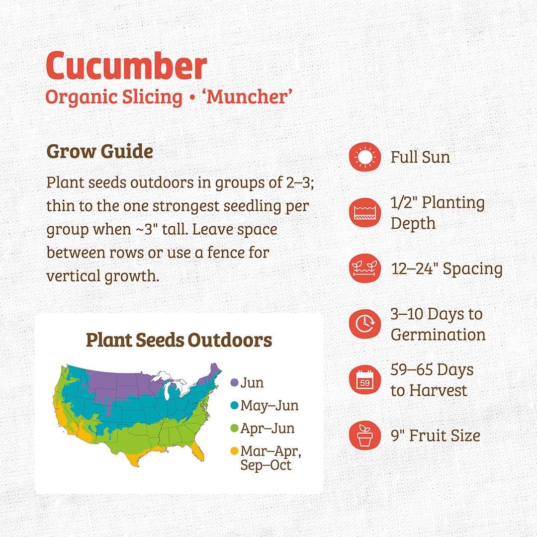Organic Cucumber Seeds — 'Slicing • Muncher' - Image 3