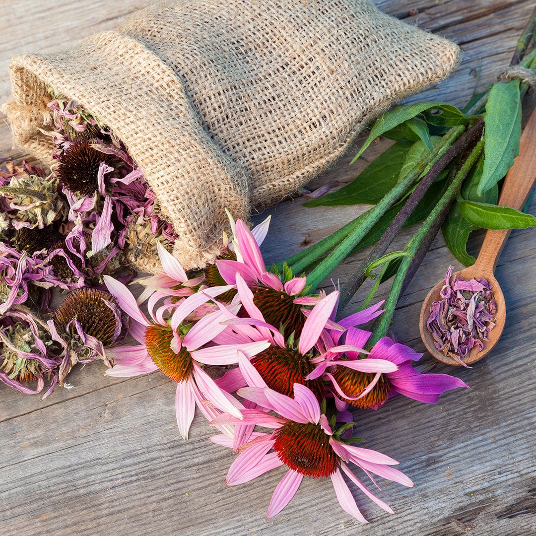 Organic Echinacea Seeds — 'Purple Coneflower' - Image 7