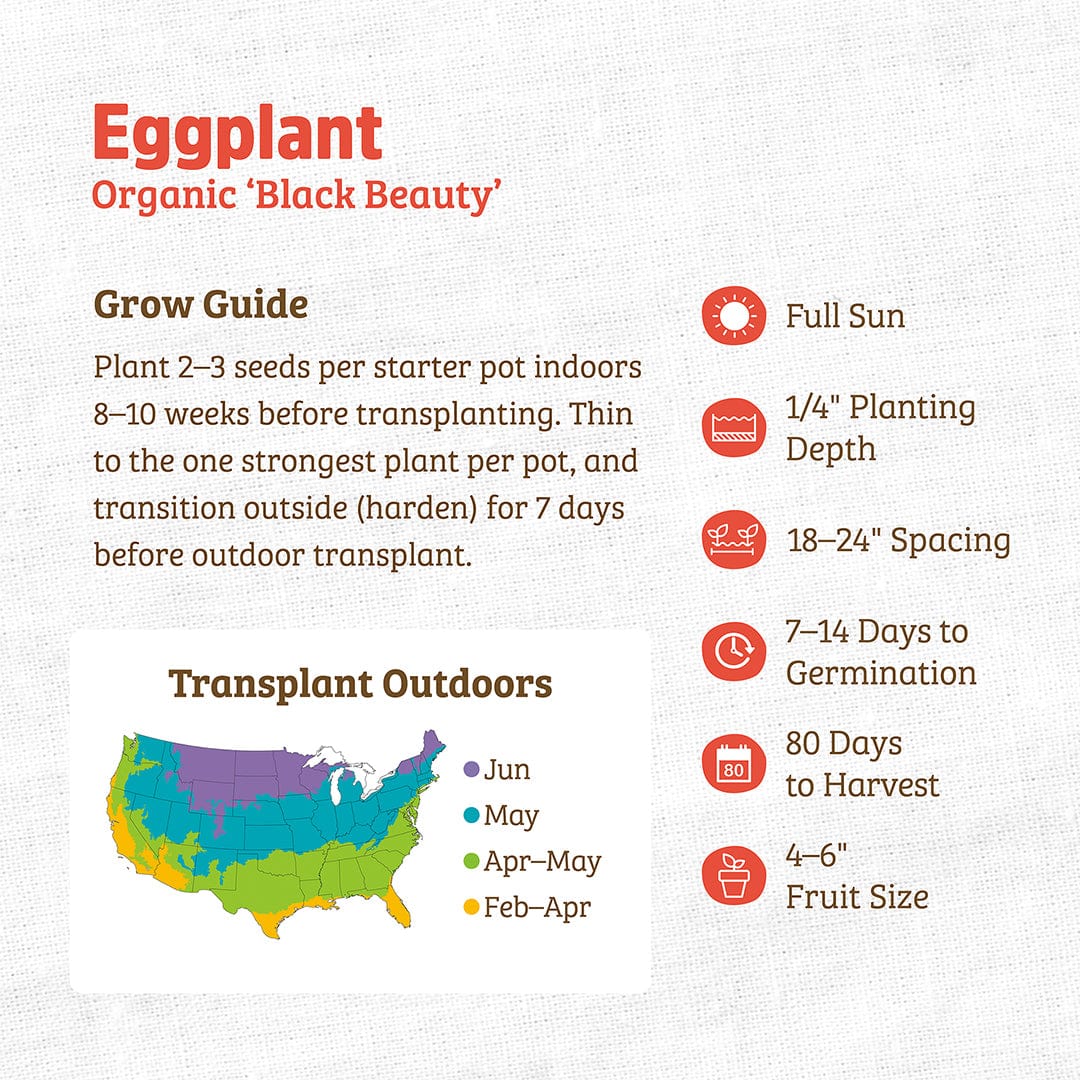 Organic Eggplant Seeds — 'Black Beauty' - Image 3