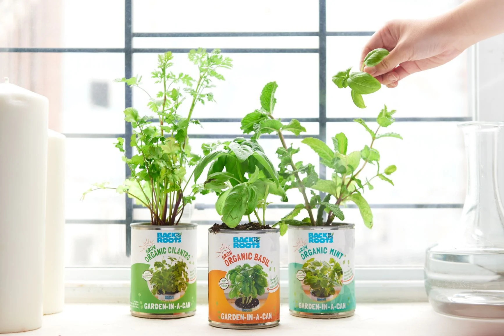 Summer Gardening Collection: 12 Kit Bundle (Herbs, Veggies, Mushrooms,  & Microgreens) - Image 5