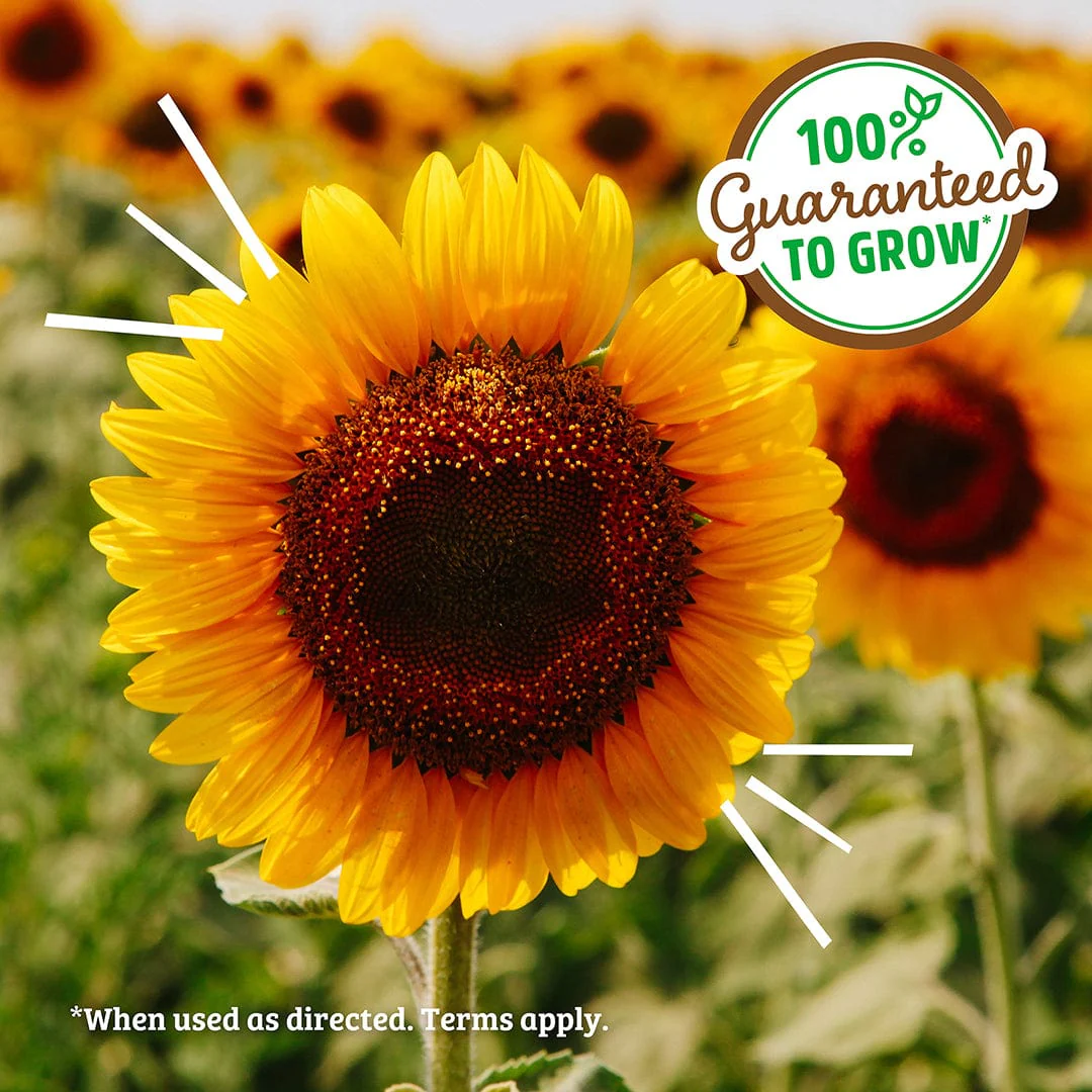 Kids Science Grow Kit Variety 3pk - Image 6