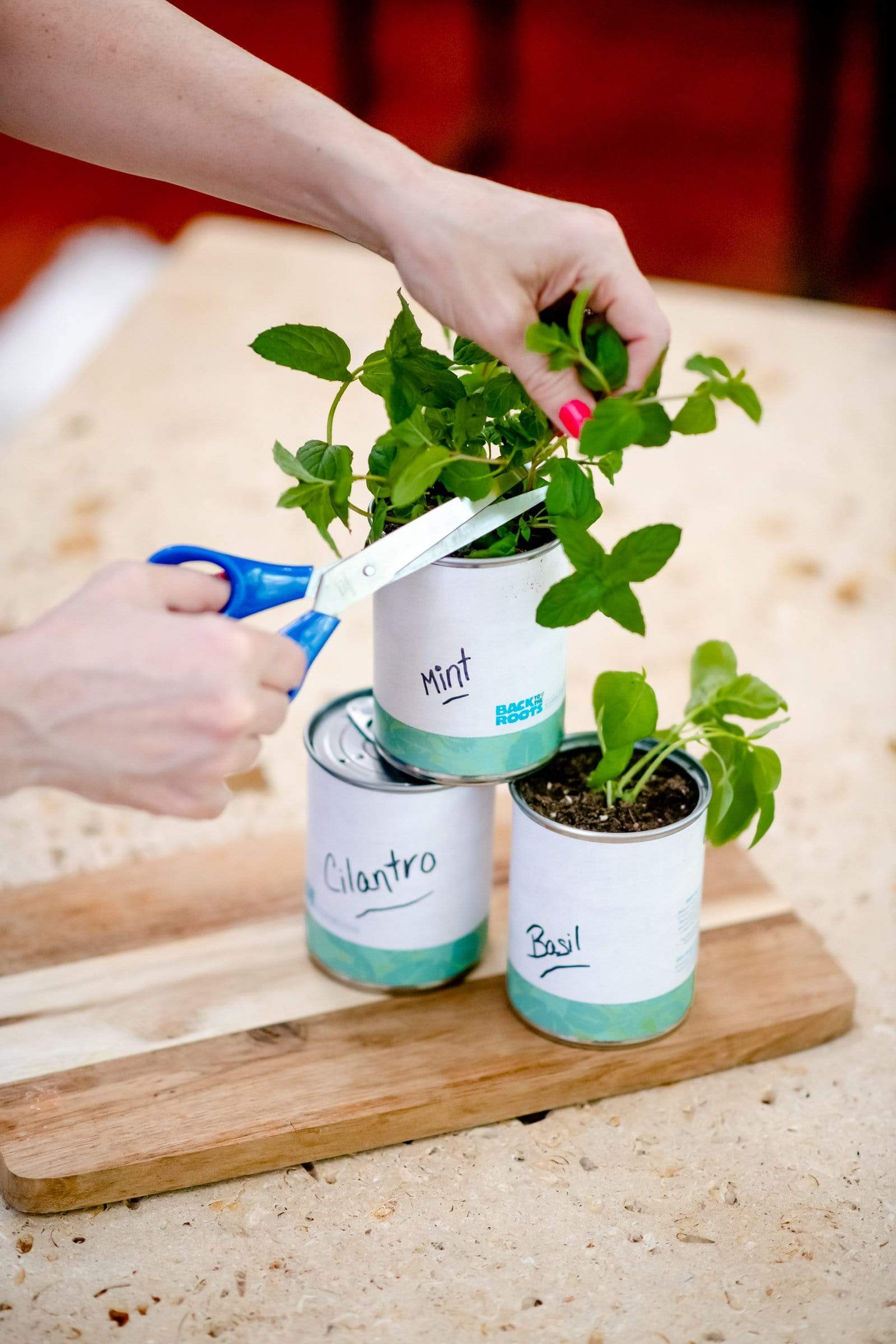 Kitchen Herb Garden - Basil, Mint, Cilantro 3-Pack 🌿 - Image 6