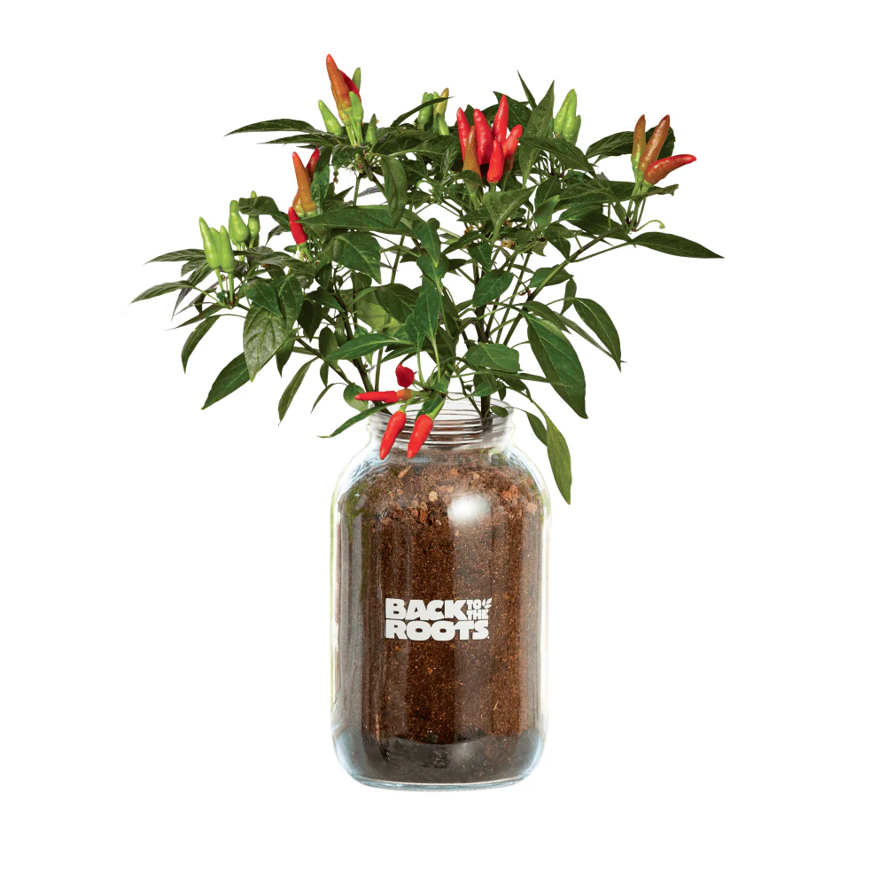 Herb & Veggie 4-Pack (Mason Jar Set) - Basil, Mint, Tomato and Pepper Planters - Image 4