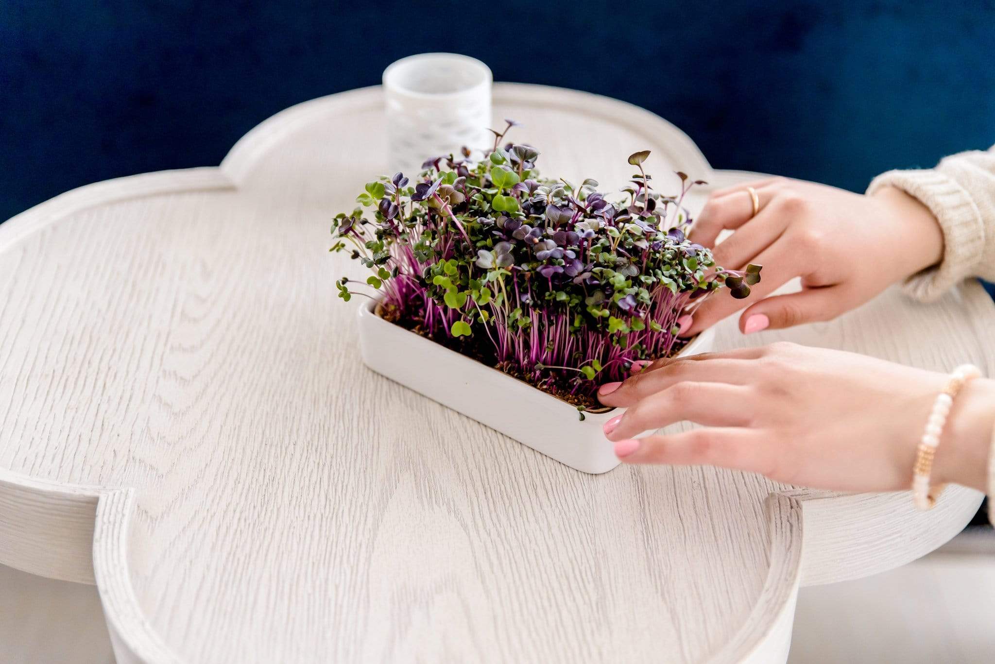 Organic Microgreens Kit, Variety 3-Pack 🌱 - Image 10