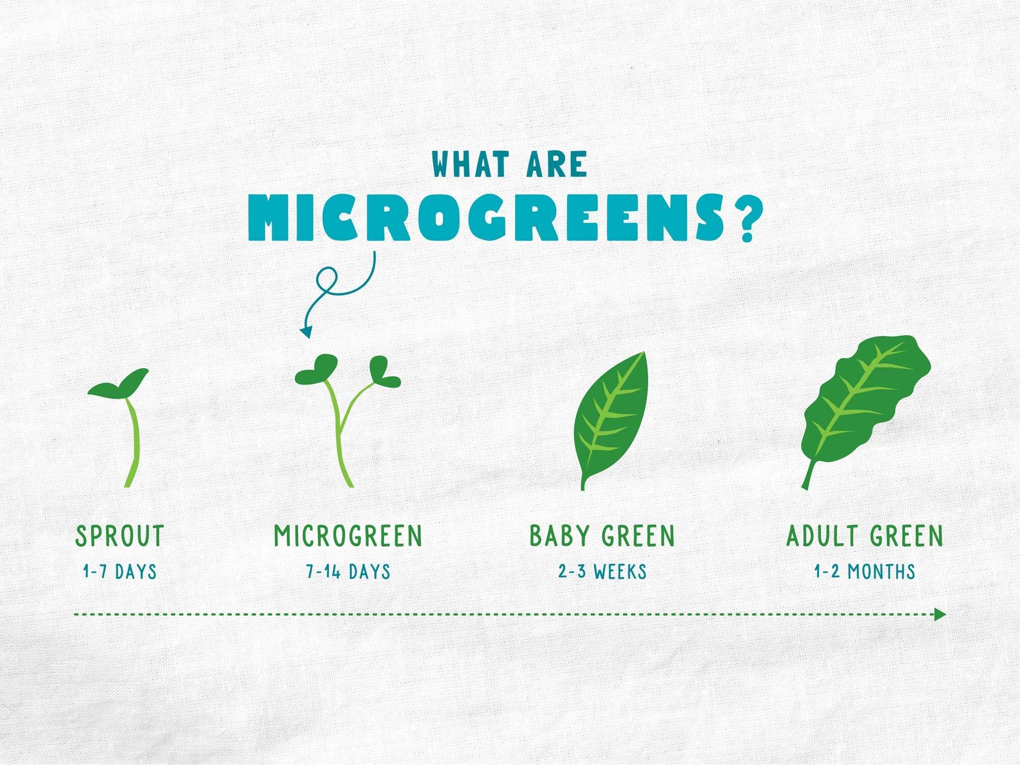 Organic Microgreens Kit, Variety 3-Pack 🌱 - Image 7