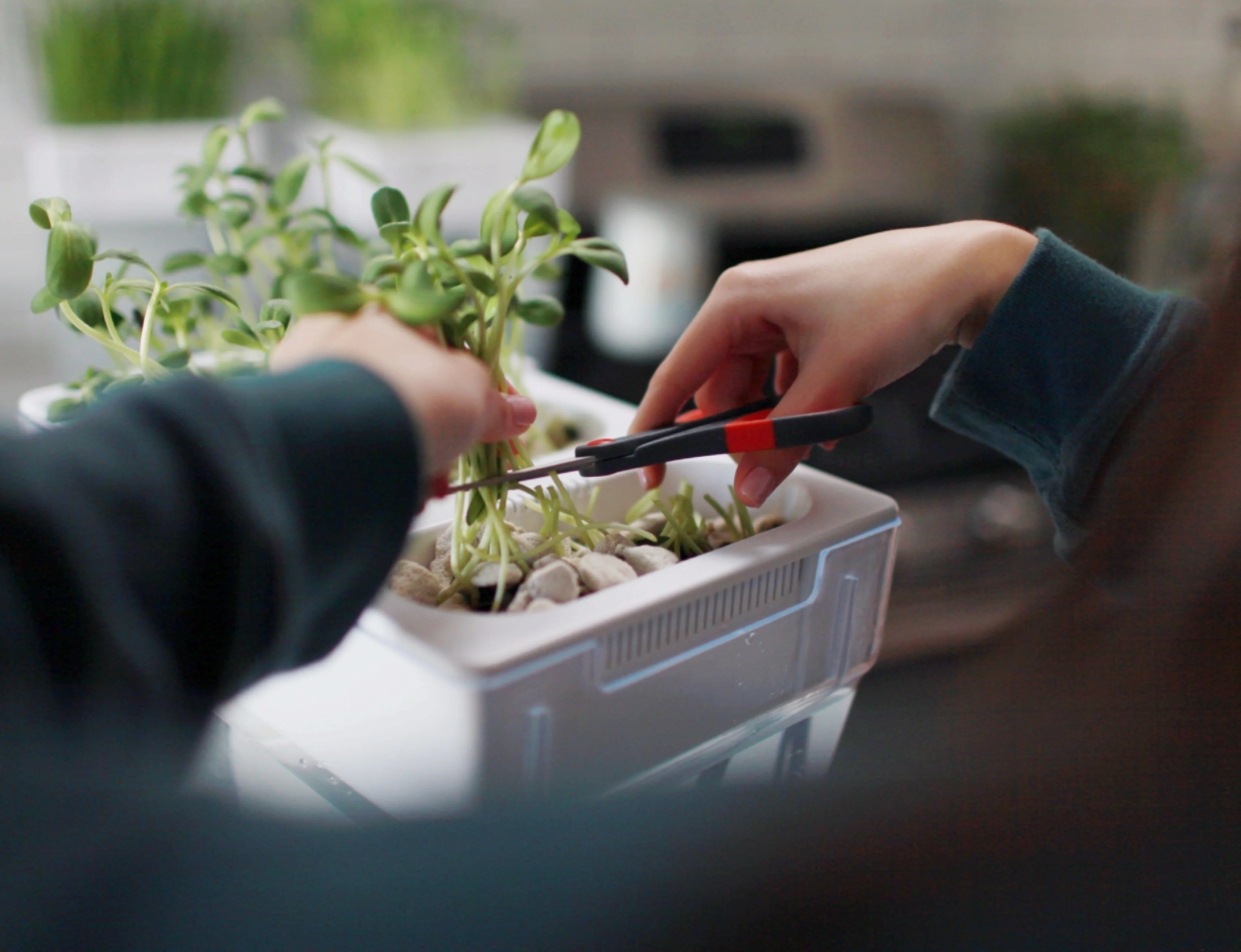 Microgreen Seed Packets - Image 8