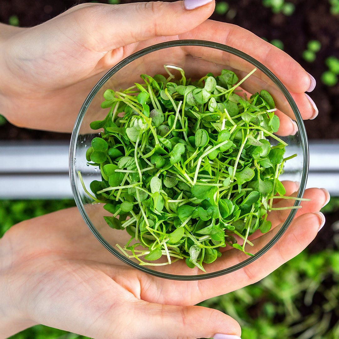 Organic Microgreen Seeds Refill Value Pack — Mighty Mix - Image 4