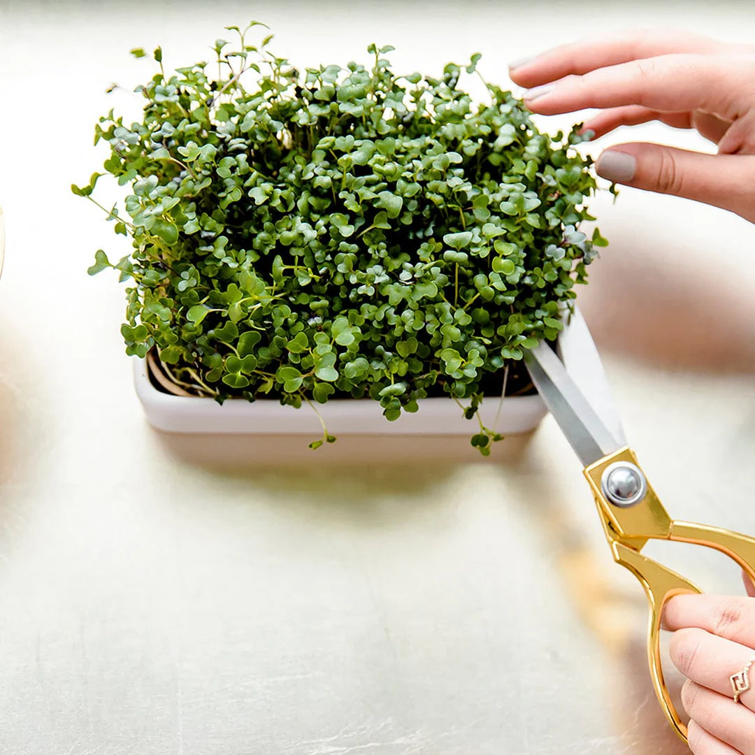 Organic Microgreen Seeds Refill Value Pack — Mighty Mix - Image 5
