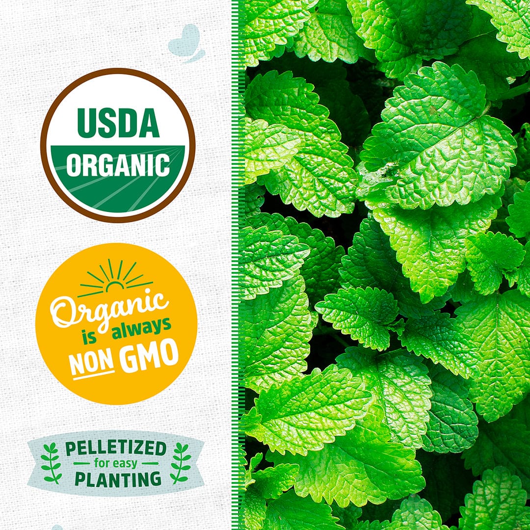 Organic Mint Seeds — 'Peppermint' - Image 2