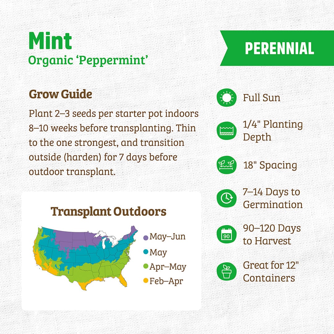 Organic Mint Seeds — 'Peppermint' - Image 3