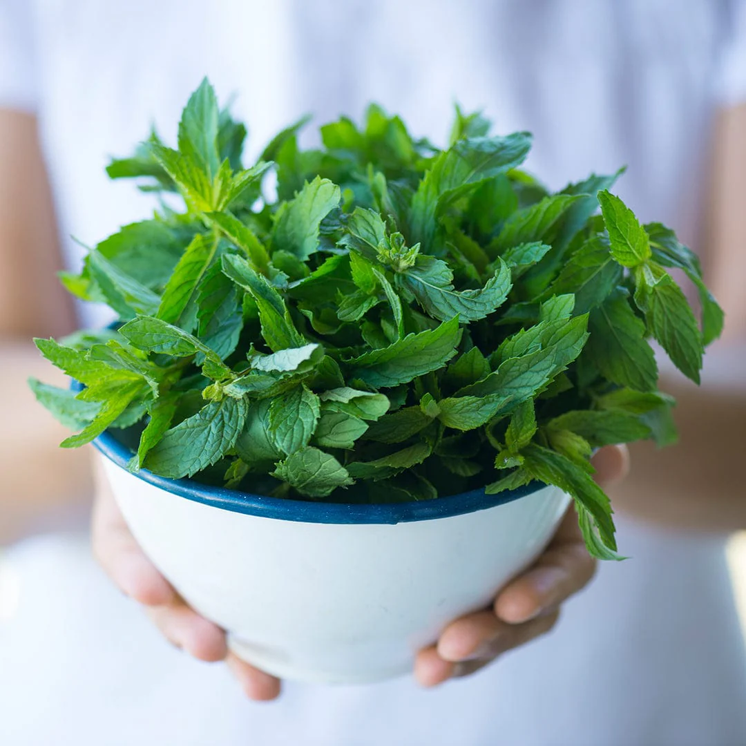 Organic Mint Seeds — 'Peppermint' - Image 7