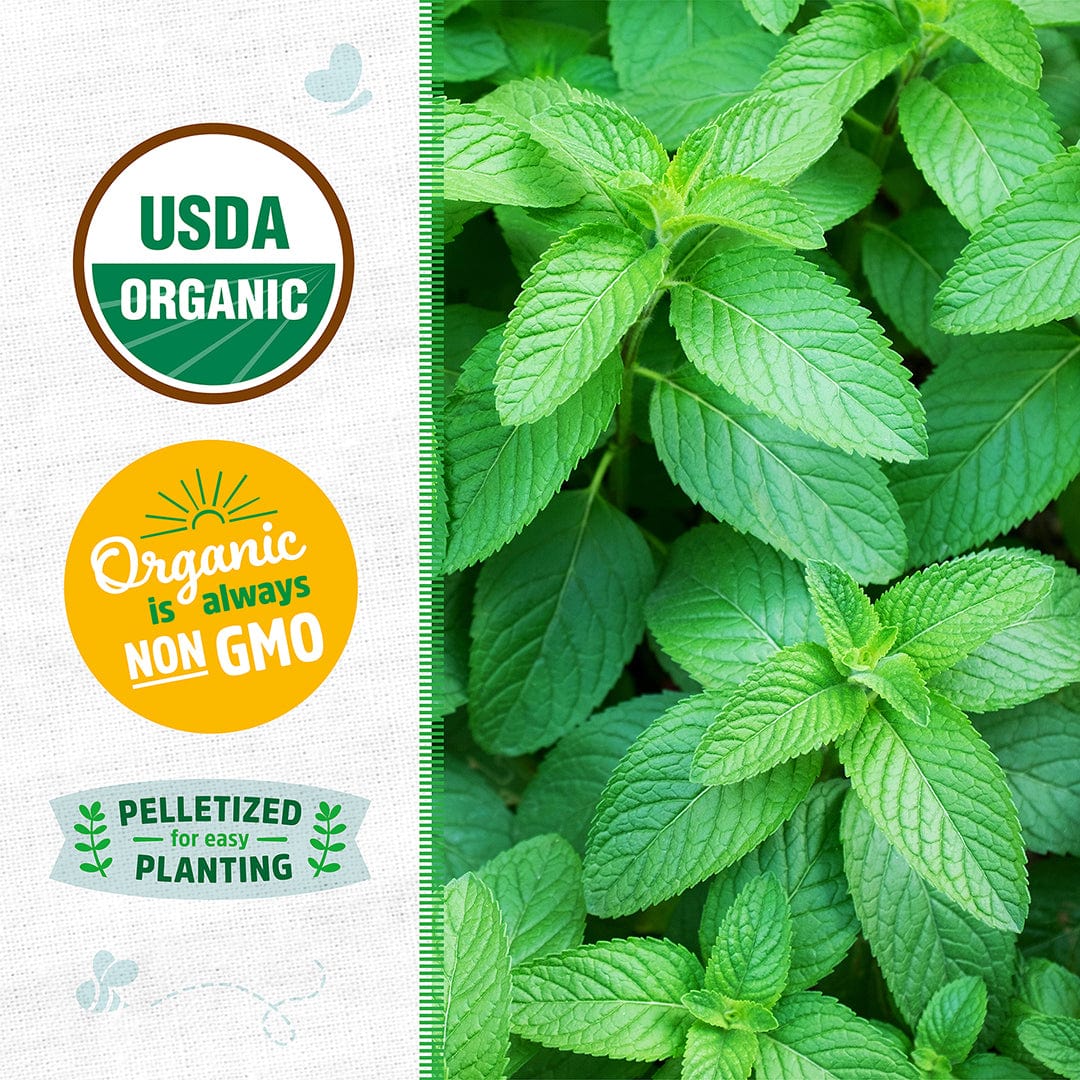 Organic Mint Seeds — 'Spearmint' - Image 2