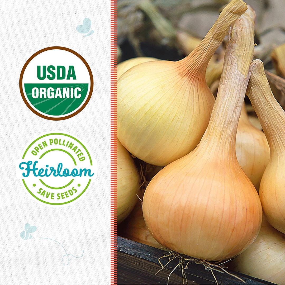 Organic Onion Seeds — 'Walla Walla' - Image 2
