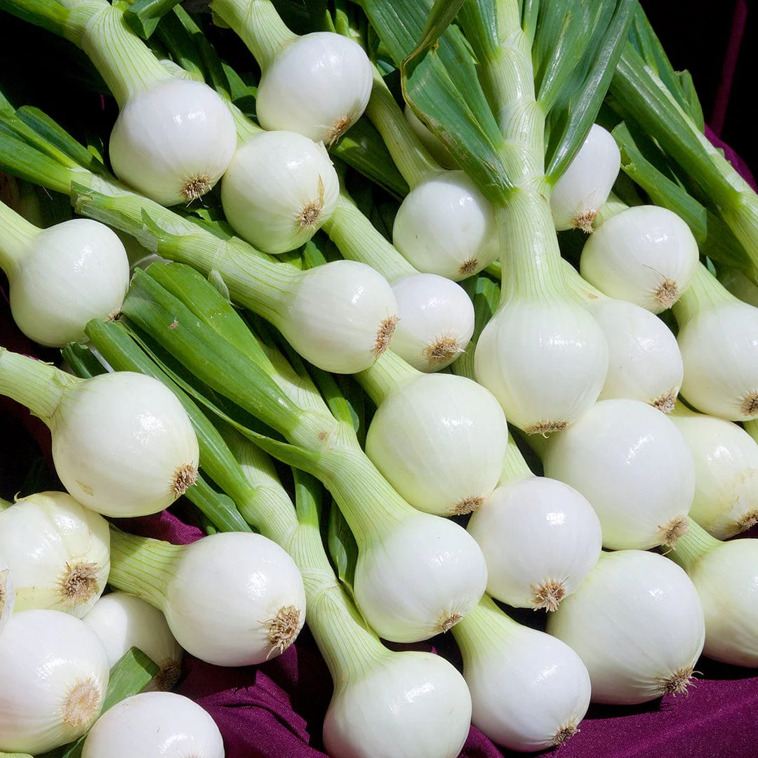 Organic Onion Seeds — 'Walla Walla' - Image 6