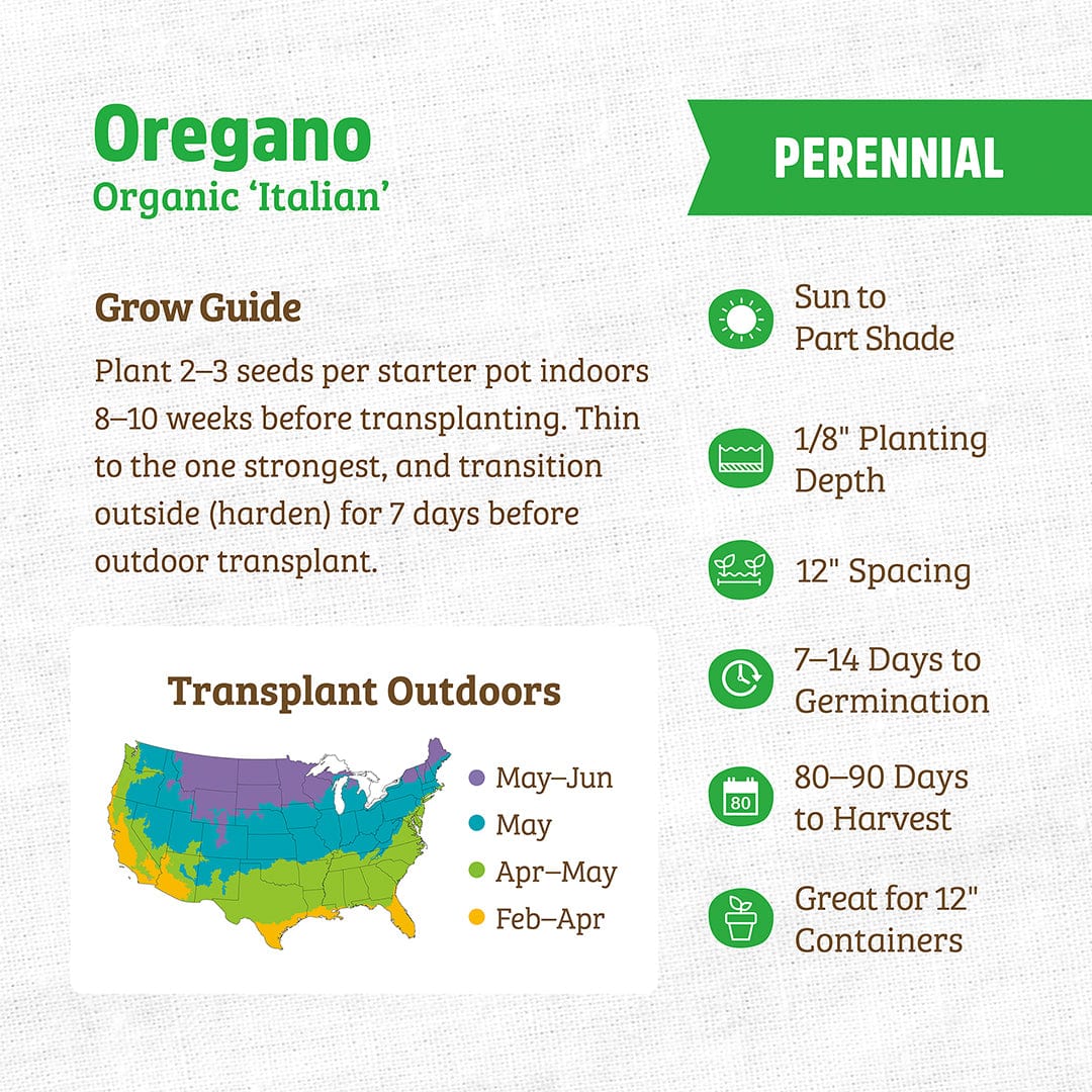 Organic Oregano Seeds — 'Italian' - Image 3