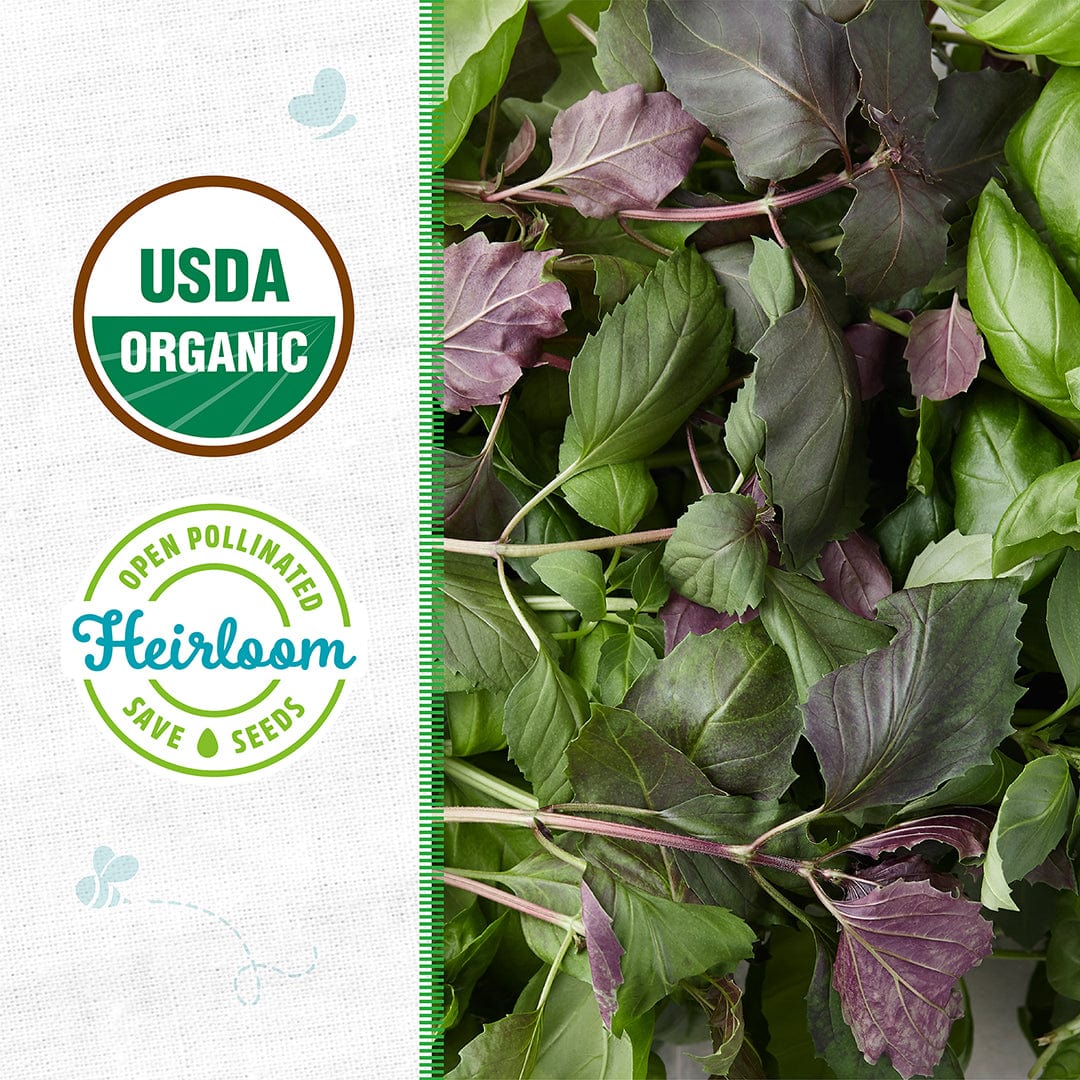 Organic Basil Seeds — 'Culinary Blend' - Image 2