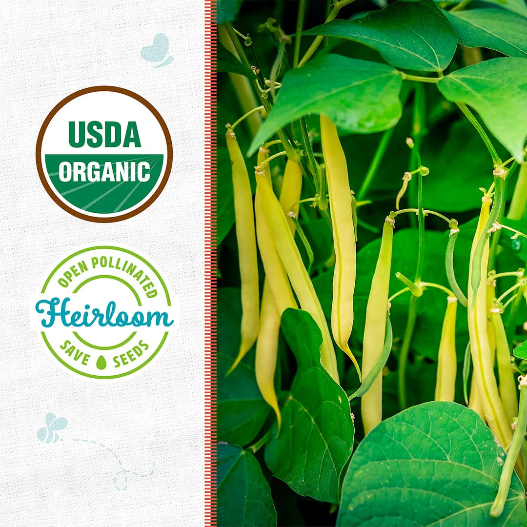 Organic Bean Seeds — 'Golden Wax' - Image 2