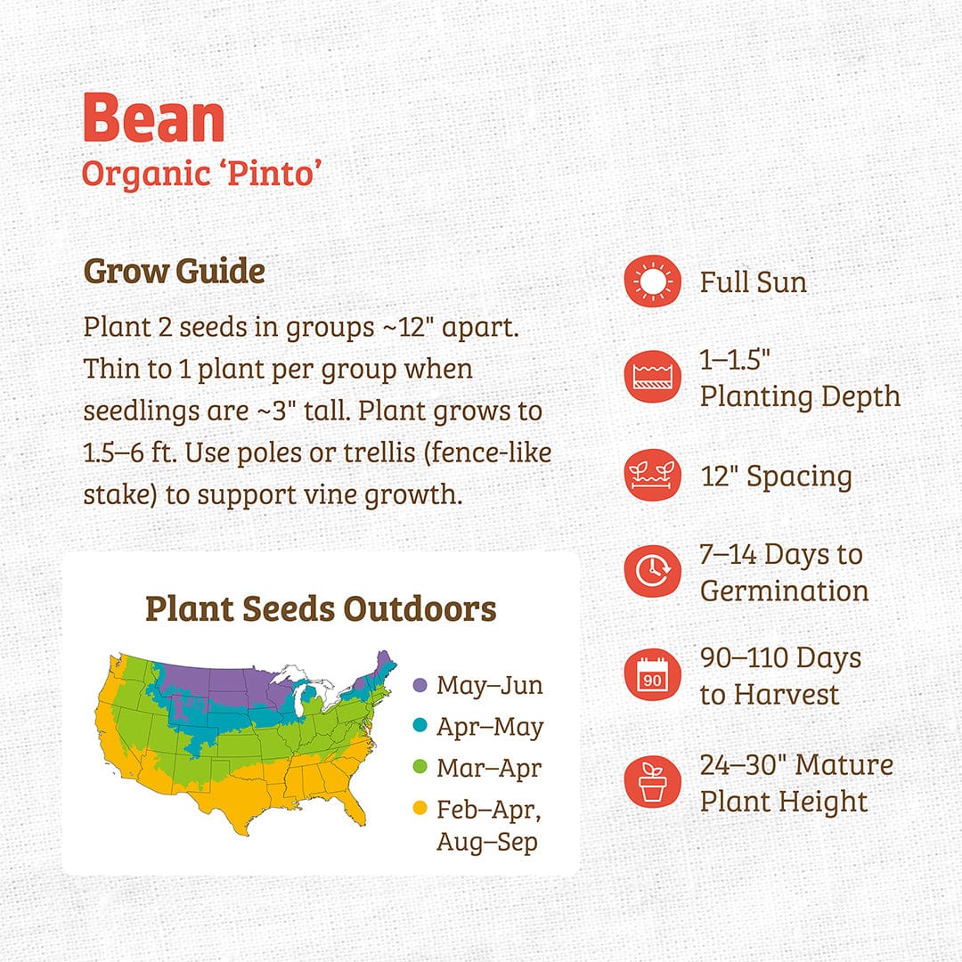 Organic Bean Seeds — 'Pinto' - Image 3