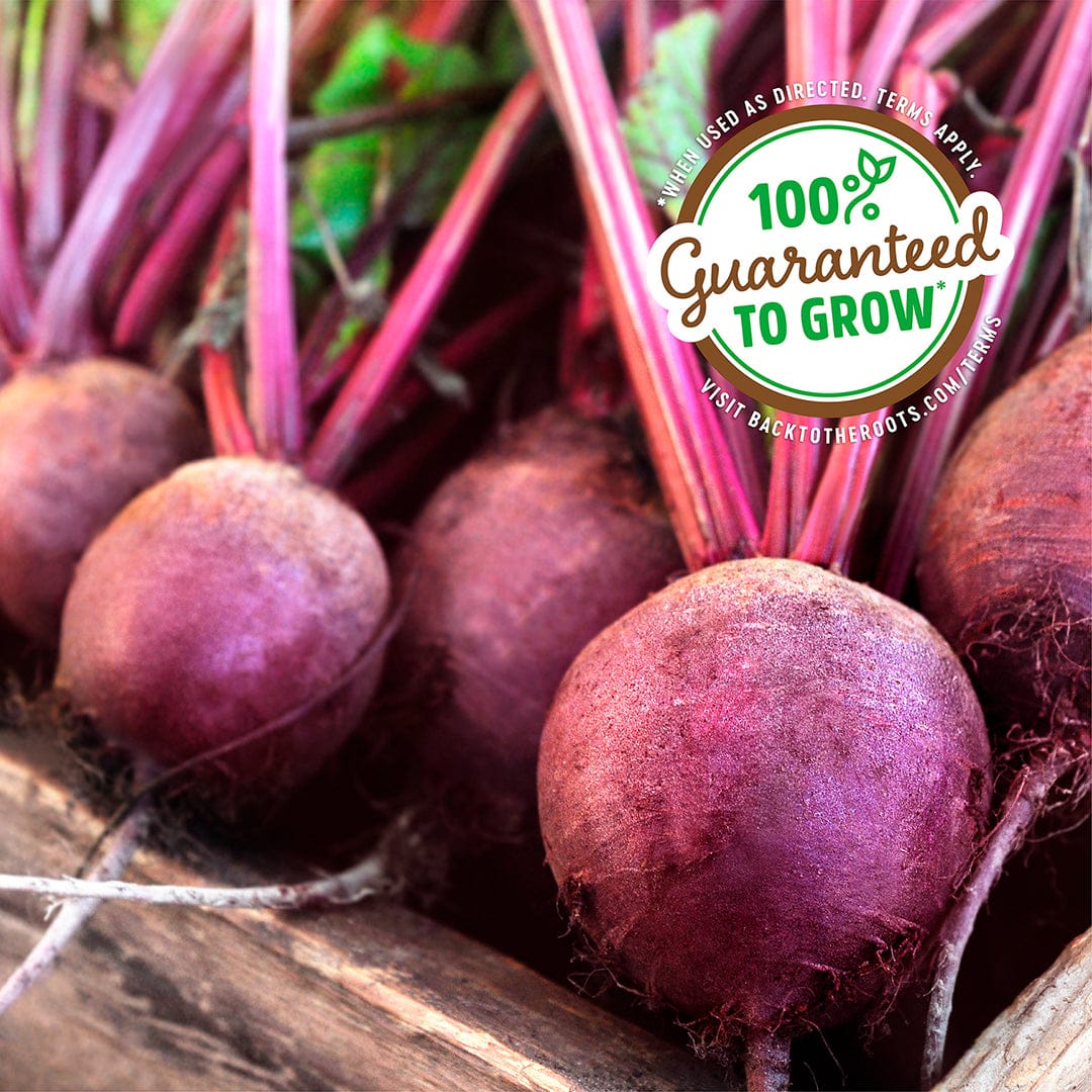 Organic Beet Seeds — 'Early Wonder Tall Top' - Image 5